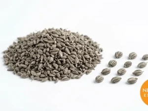 Ajwain Seeds | Buy Premium in Bulk | 25kg to 1000kg