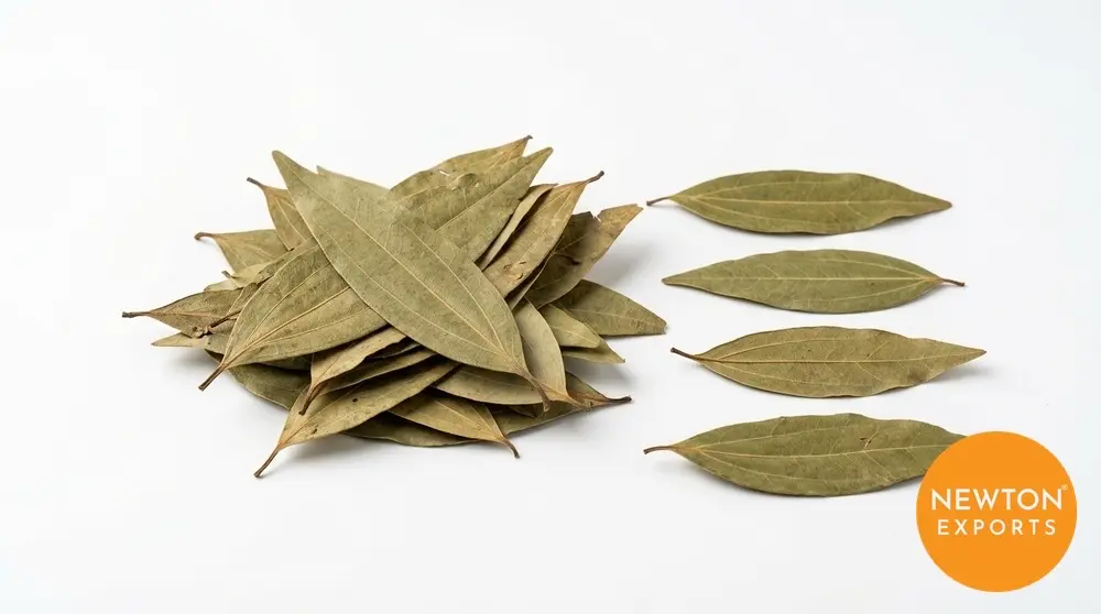 Bay Leaf | Buy Premium in Bulk | 25kg to 1000kg