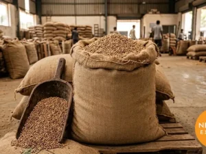 Coriander Seeds | Buy Premium in Bulk | 25kg to 1000kg