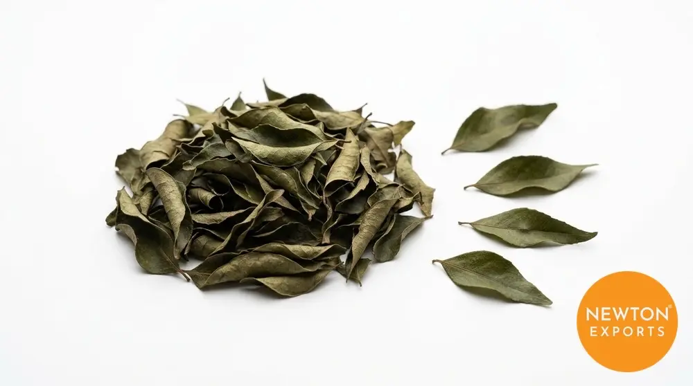 Curry Leaf | Buy Premium in Bulk | 25kg to 1000kg
