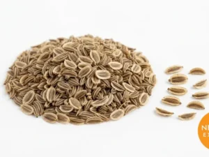 Dill Seeds | Buy Premium in Bulk | 25kg to 1000kg
