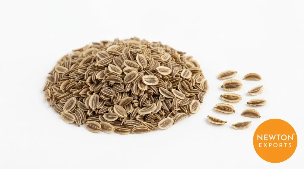 Dill Seeds | Buy Premium in Bulk | 25kg to 1000kg