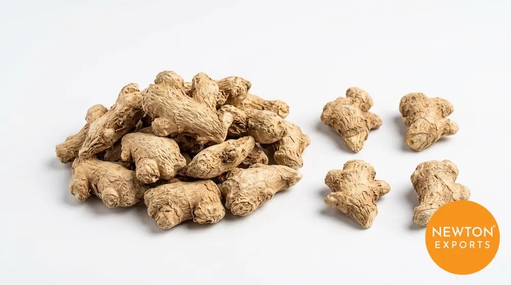Dry Ginger | Buy Premium in Bulk | 25kg to 1000kg