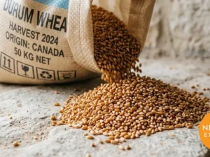 Durum Wheat – Bulk Export from India