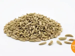 Fennel Seeds | Buy Premium in Bulk | 25kg to 1000kg