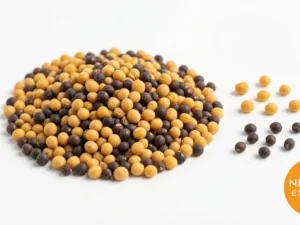 Mustard Seeds | Buy Premium in Bulk | 25kg to 1000kg
