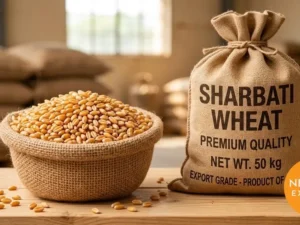 Sharbati Wheat – Bulk Export from India