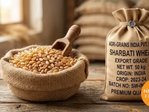 Sharbati Wheat – Bulk Export from India